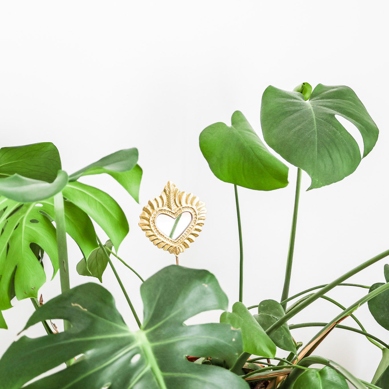 ex voto plante MAISON ASLI